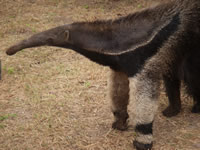 Giant Anteater Giant Anteater