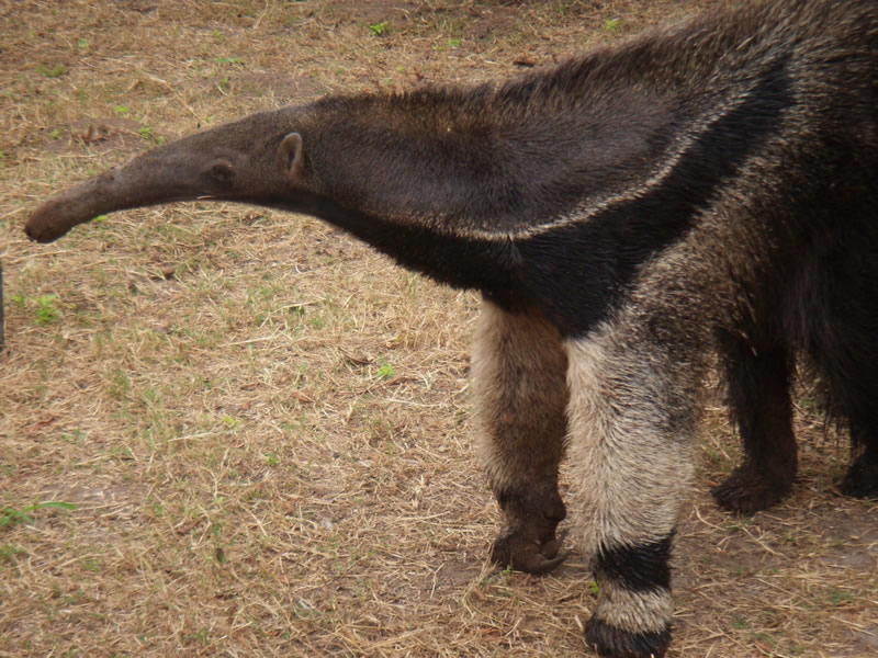 giant-anteater-3-giants-silvia-centron-vl