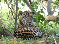 Male Jaguar