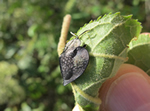 Tortoise Beetle
