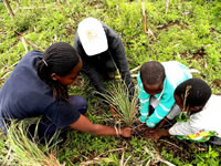 Tussock Grassland replanting