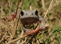 Variable Reed Frog Variable Reed Frog