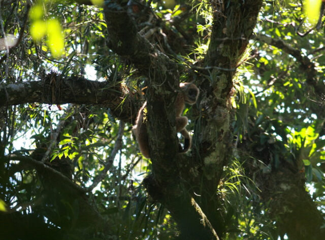 Muriqui female