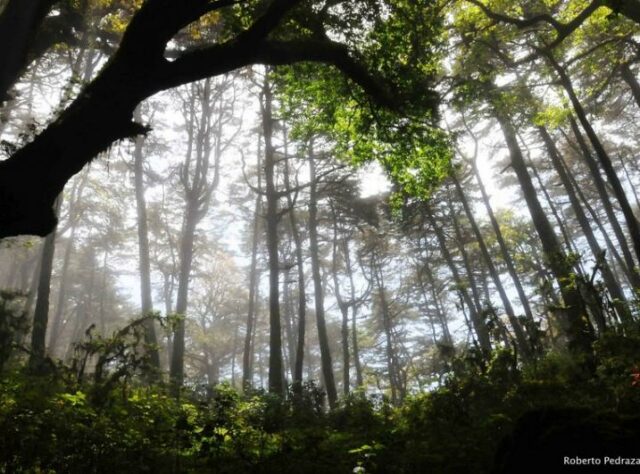 Sierra Gorda Biosphere Reserve
