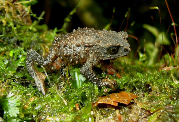 Simpson's Plumb Toad