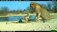 Lion vs Jackal