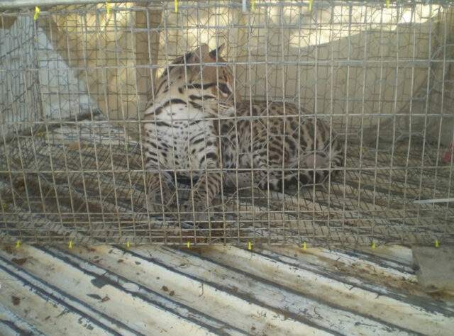 Ocelot ready for release