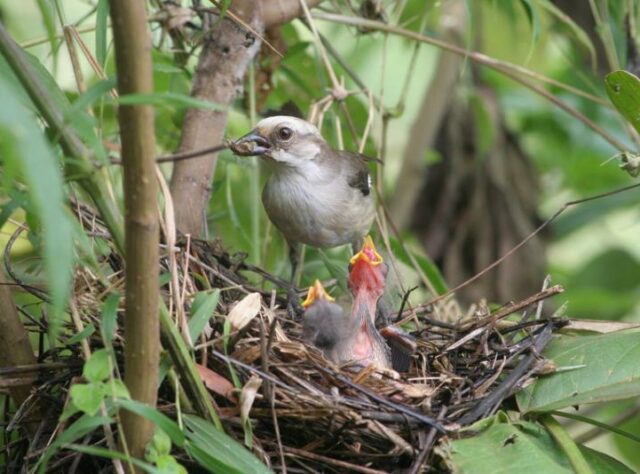 Pale-headed Brush-finch