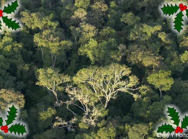 Save rainforest for Christmas