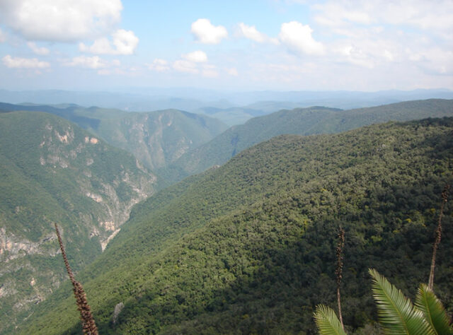 El Jagüeycito Reserve in central Mexico