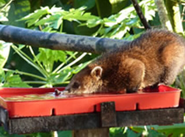 Wildlife webcam captures coatis