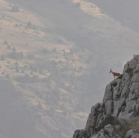 Bezoar goat in Caucasus Wildlife Refuge, Armenia