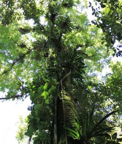 Rainforest in the Guapi Assu Reserve, Brazil
