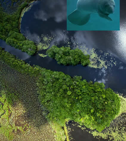 West Indian Manatee in Guatemala lagoon