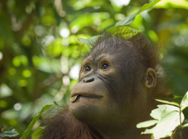 Orang-utan in Borneo, Malaysia
