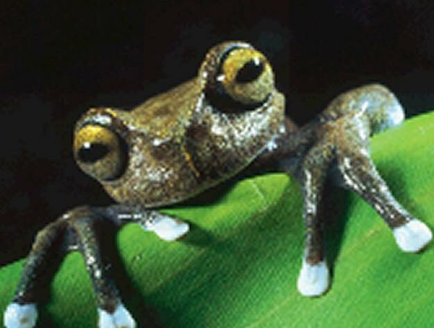 Tapichalaca tree frog (Hyla tapichalaca)