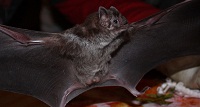Vampire Bat - World Land Trust