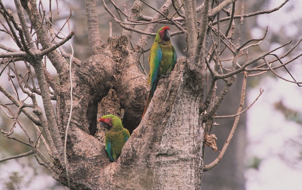 Great Green Macaws