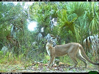 Florida panther