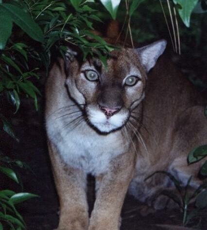Pumas are protected in the new reserve