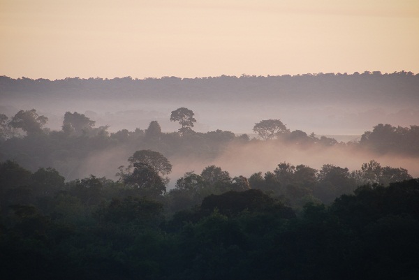Atlantic Rainforest, Paraguay