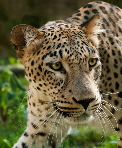 Caucasian Leopard