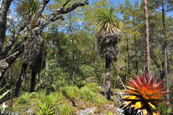 Cerro Prieto-Cerro La Luz Reserve