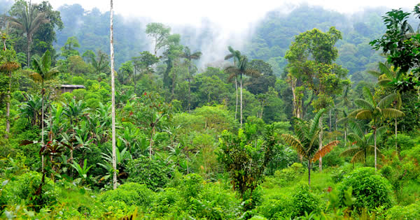 Rainforest