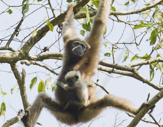 Western Hoolock Gibbon