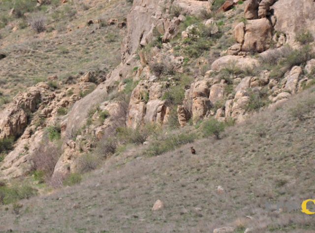 Brown Bear cub at a nature reserve in Armenia