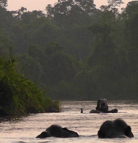 Elephants swimming in Borneo
