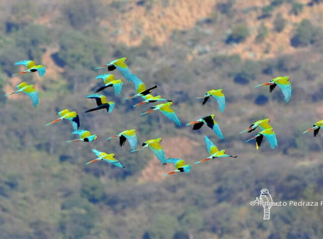 Military Macaws flying over forests in Mexico