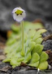 Rare, endemic butterwort discovered in Sierra Gorda