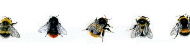 Five Bees by Kate & Hannah Breach