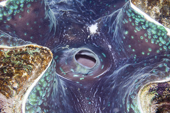 Giant Clam in Danjugan Marine Reserve by Toby Gibson