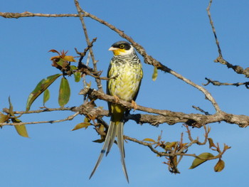 Palkachupa Cotinga (Phibalura boliviana). © Asociación Armonía.