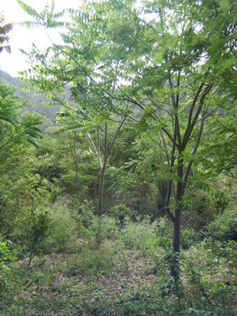 Photograph of three year old saplings in Jorupe Reserve