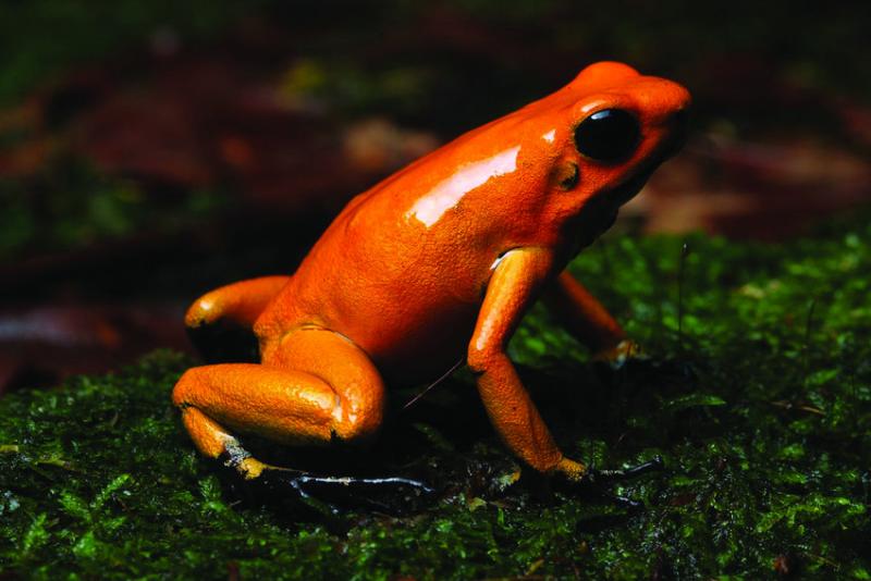 How Fast Can a Golden Poison Dart Frog Kill You? 