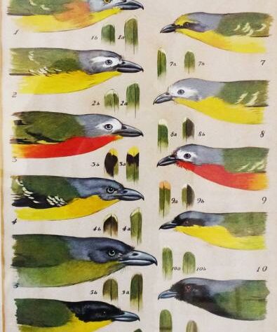 Keith Shackleton original illustration of African bush-shrikes for a scientific paper