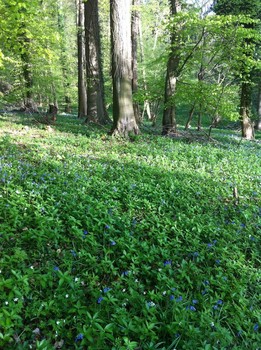 Bluebells and anenomes at Kites Hilll. © TCV / Holly Paton.