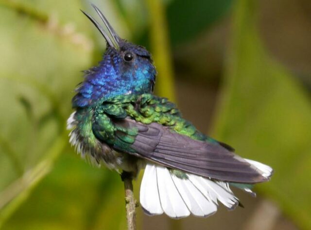 Photograph of White-necked Jacobin in Buenaventura Reserve