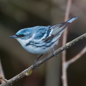Photograph of a Cerulean Warbler