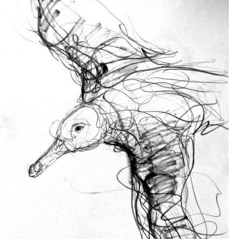 Jason Gathorne Hardy's drawing Herring Gull on the Wing