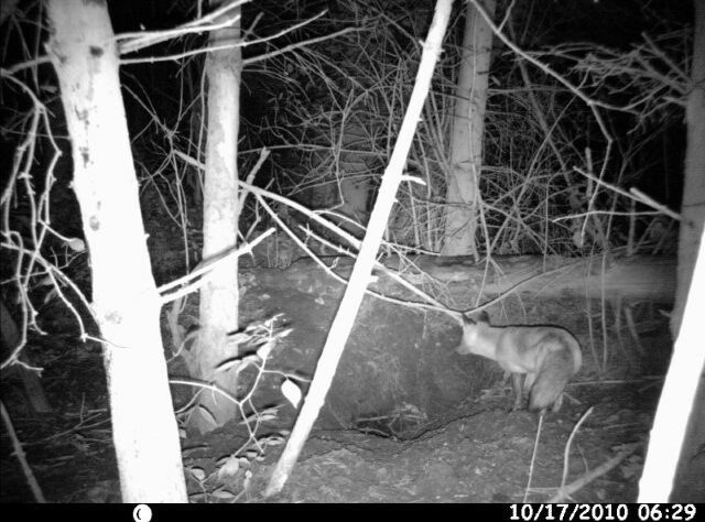 Camera-trap image of a fox watching a badger sett by Richard Carr.
