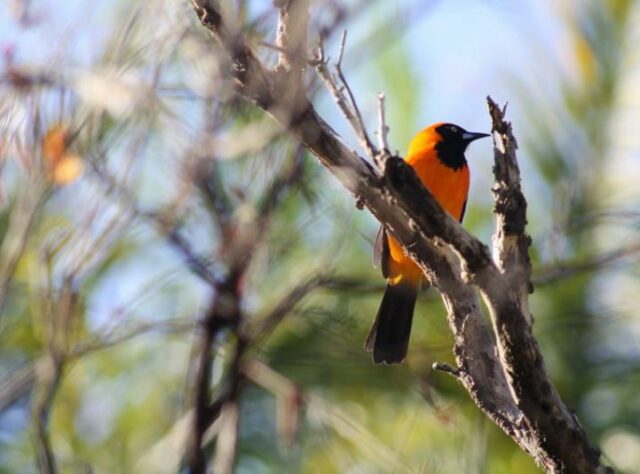 Photograph of an Orange-backed Troupial by Steven Mcgee-Callender