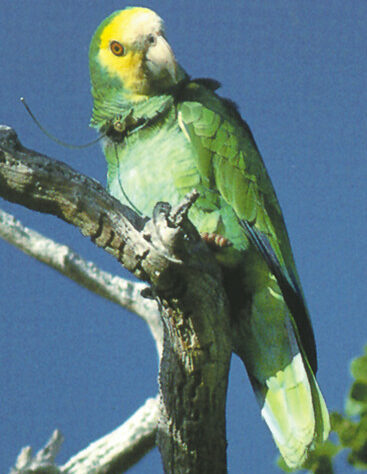 Photograph of Yellow-shouldered Parrot showing radio collar