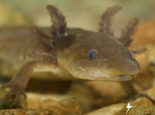 A photograph of a wild Axolotl