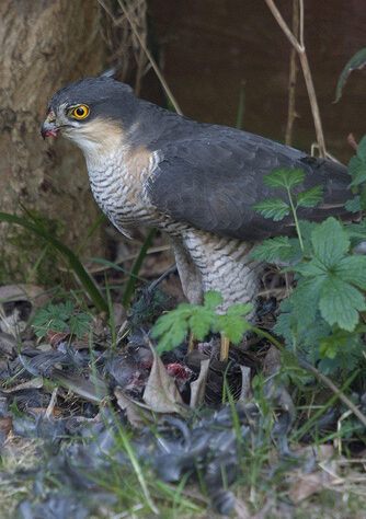 Photograph of a sparrowhawk in Dan Bradbury's garden. © Dan Bradbury.