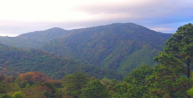 Photograph of Güisayote Biological Reserve in western Honduras. © WLT / Ruth Canning.