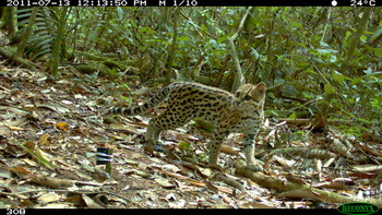 Camera-trap photo of Oncilla in Bolivia
